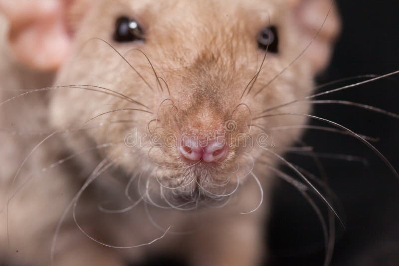 Muzzle of a beige rat close up. Decorative home rodents. Muzzle of a beige rat close up. The mouse is looking at the camera. Decorative home rodents stock photo