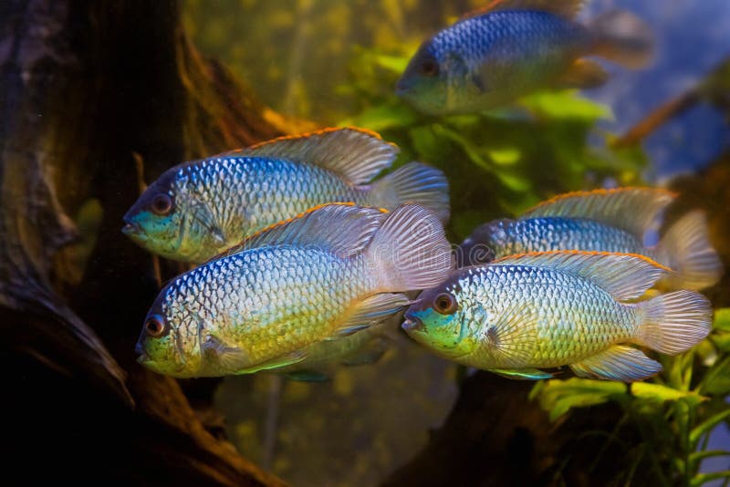 Nannacara anomala neon blue, flock of adult active and healthy freshwater cichlid fish, artificial breed. Swim in natural aquarium with colorful aquadesign royalty free stock images