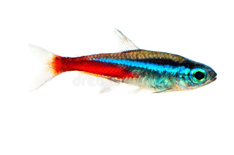 Neon aquarium fish - Paracheirodon innesi). Neon Paracheirodon inessi on white background royalty free stock image