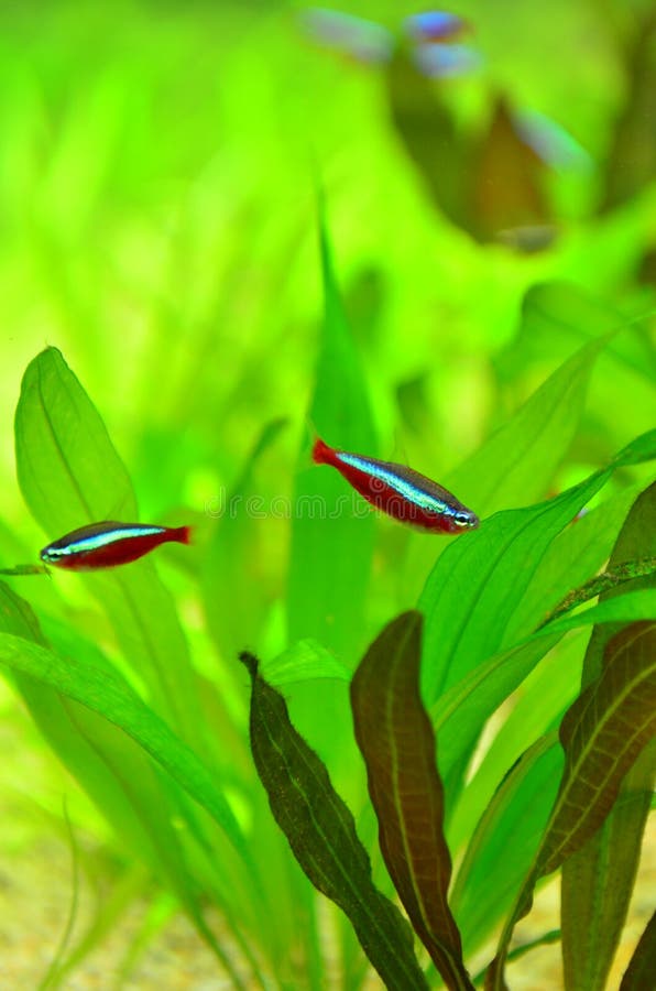 Neon cardinal - red tetra fish. Extremely colorful and active aquarium fish originated in the Amazon royalty free stock image