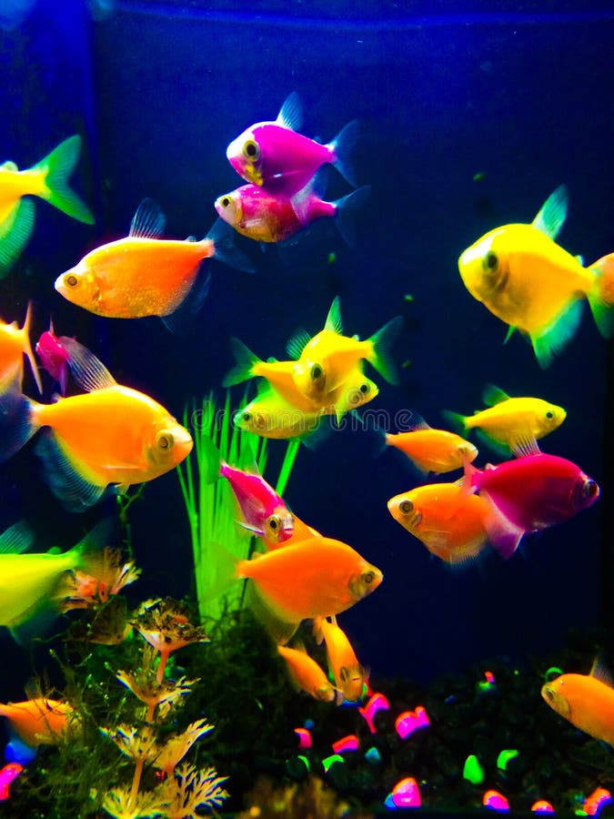 Neon colorful fish aquarium. Colorful neon fish, swimming under a black light in an aquarium. Vibrant fluorescent colors including lemon yellow, orange, hot pink stock photography