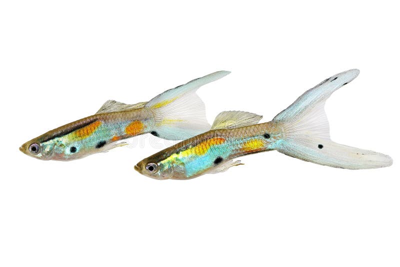 Neon Endler Guppy Double Swordtail Male Guppies Poecilia wingei colorful tropical aquarium fish. Fish royalty free stock photography