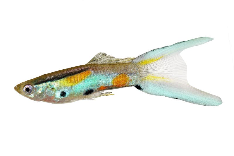 Neon Endler Guppy Double Swordtail Male Guppies Poecilia wingei colorful tropical aquarium fish. Fish stock image