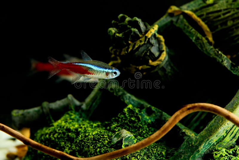 Neon fish. In aquarium on black background royalty free stock image