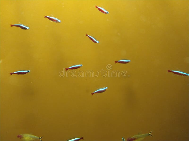 Neon fish. Aquarium royalty free stock photography