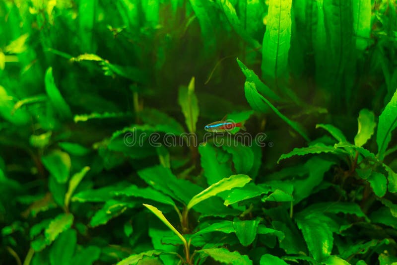 Neon fish in aquarium. On a green background royalty free stock photography