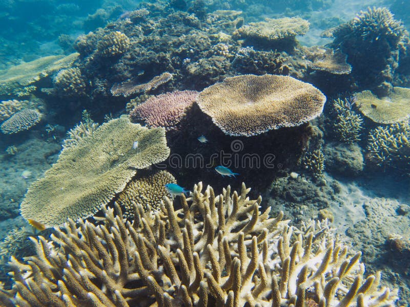 Neon fish colony in coral reef. Tropical seashore inhabitants underwater photo. Coral reef animal. Warm sea nature. Colorful sea fish and corals. Undersea view royalty free stock images