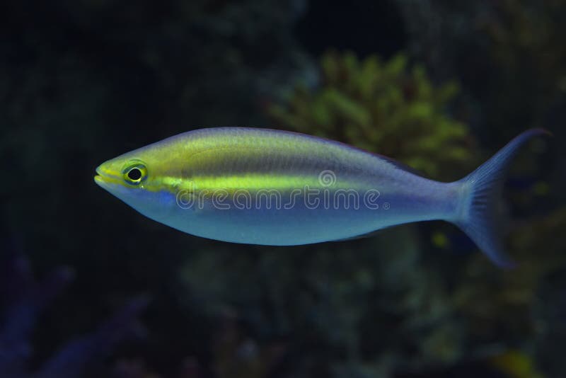 Neon fish. A neon colored fish in an aquarium stock photo