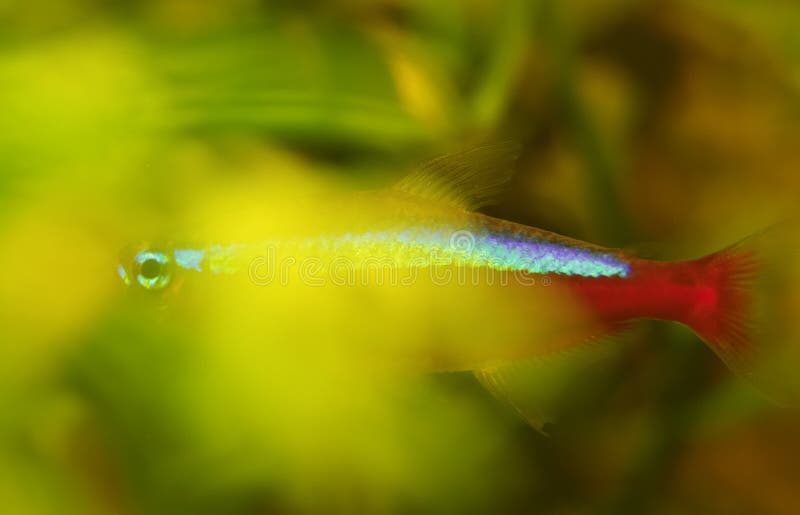 Neon fish. Hiding behind the greenery in aquarium stock image