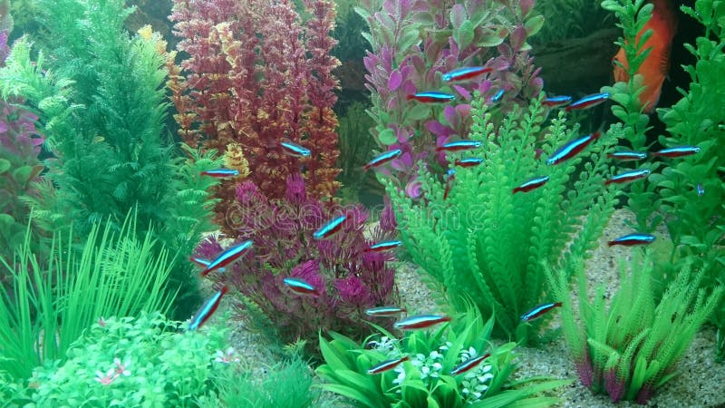 Neon fish stock photos