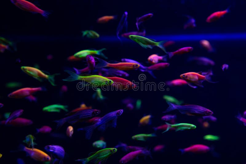 Neon glow fish color freshwater aquarium pets. Home aqua royalty free stock images
