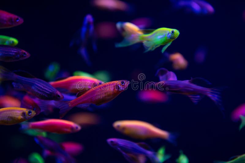 Neon glow fish color freshwater aquarium pets. Home aqua royalty free stock photo