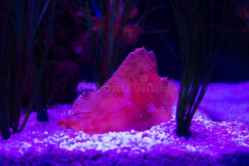Neon red fish sitting at the bottom of the aquarium. In the sand stock photo