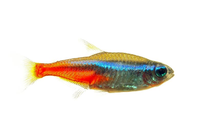 Neon Tetra. Fish isolated white royalty free stock photo