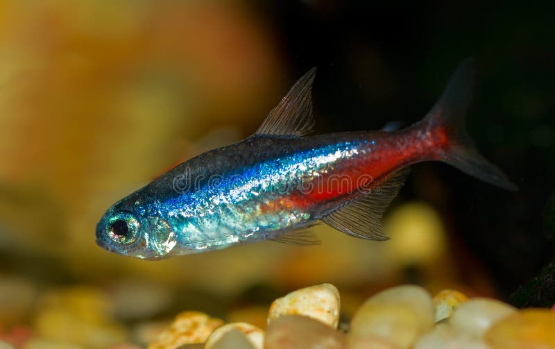 Neon Tetra. Fish in the aquarium royalty free stock image