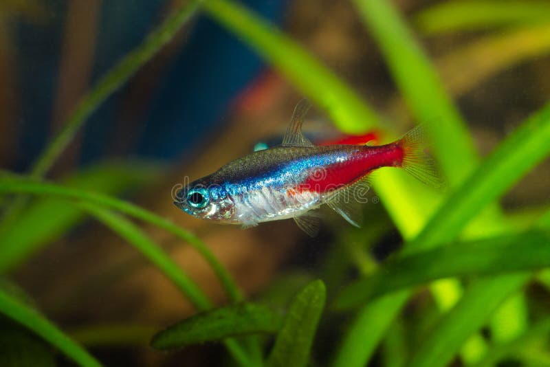Neon tetra fish in aquarium.  royalty free stock image