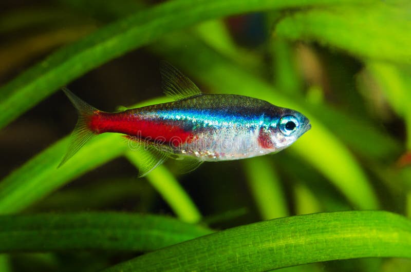 Neon tetra fish in aquarium.  royalty free stock photography