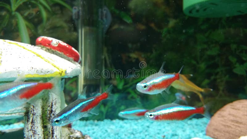 Neon Tetra fish. In aquarium royalty free stock photo