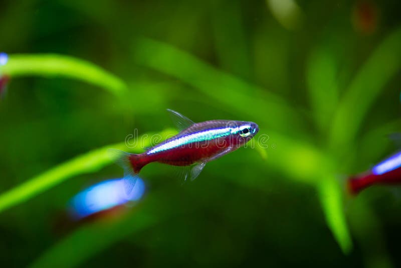The neon tetra fish. The neon tetra JumboParacheirodon innesi is a freshwater fish of the characin family stock photo