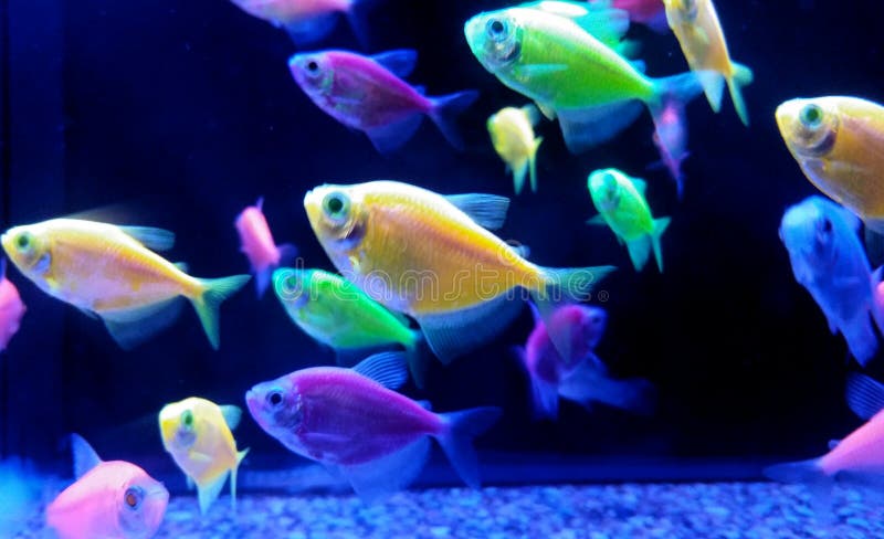 Neon tropical fish stock image