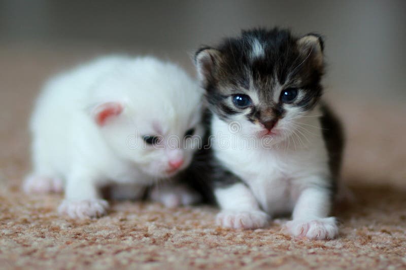Newborn kittens royalty free stock image