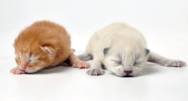 Newborn kittens stock photos