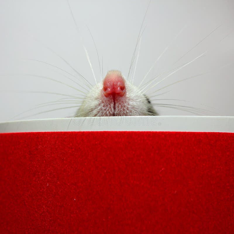 Nose decorative rat. The protruding out of the box nose decorative rat stock images