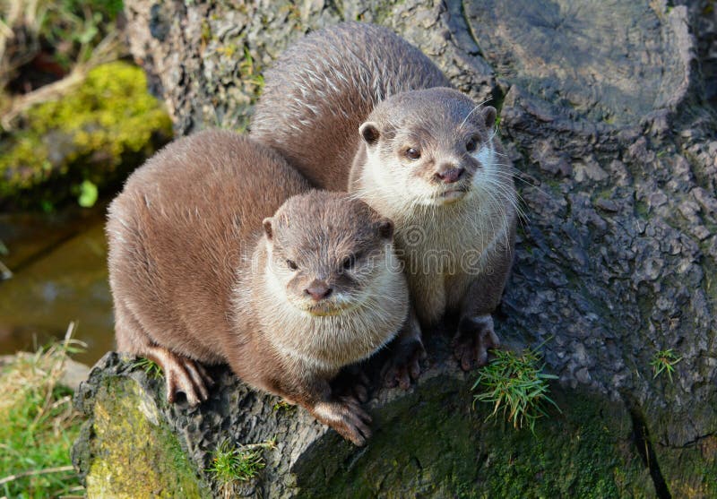 Pair of cute Otters sitting close together. Asian Short-Clawed Otter (Amblonyx cinereus) Family: Mustelidae Order: Carnivora. Found in swampy mangroves and stock photos