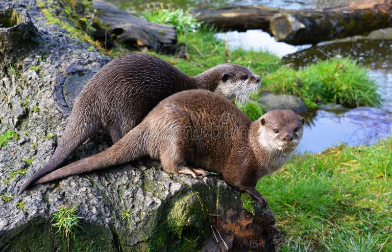 Pair of cute Otters sitting together near water. Asian Short-Clawed Otter (Amblonyx cinereus) Family: Mustelidae Order: Carnivora. Found in swampy mangroves and royalty free stock images