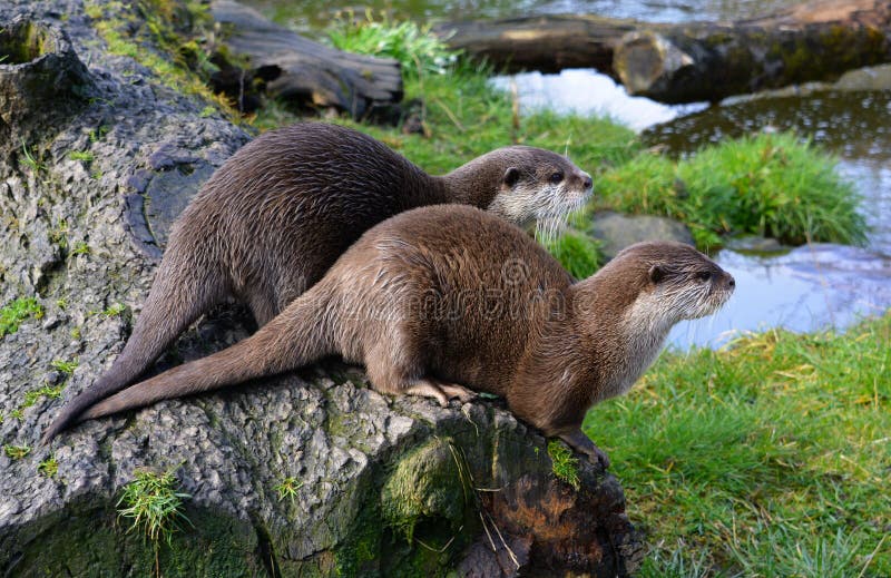 Pair of cute Otters sitting together near water. Asian Short-Clawed Otter (Amblonyx cinereus) Family: Mustelidae Order: Carnivora. Found in swampy mangroves and royalty free stock photography