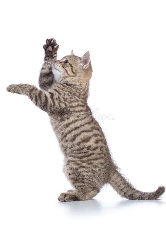 Playful cat standing on hind legs and looking forward. Isolated on white background royalty free stock photo