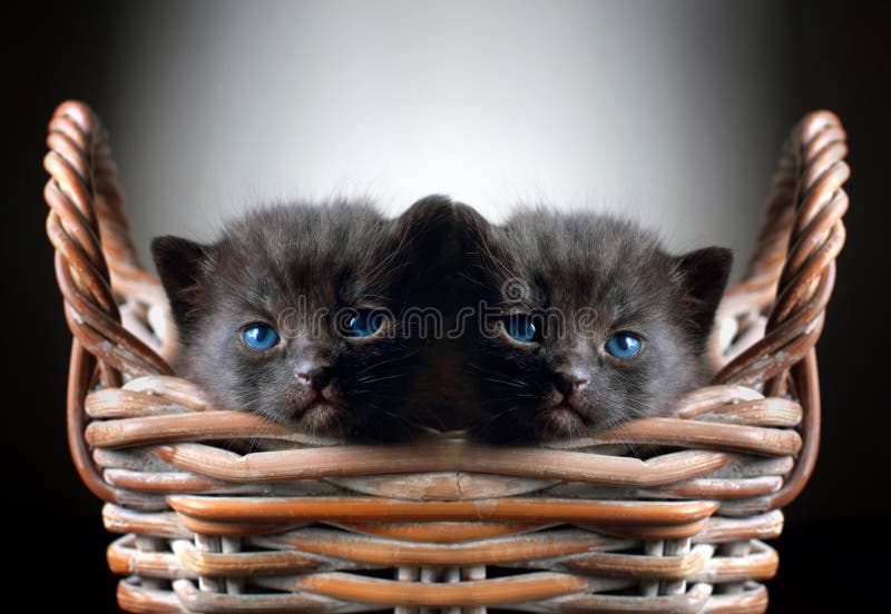 Two Adorable Black Kittens in Basket royalty free stock photography