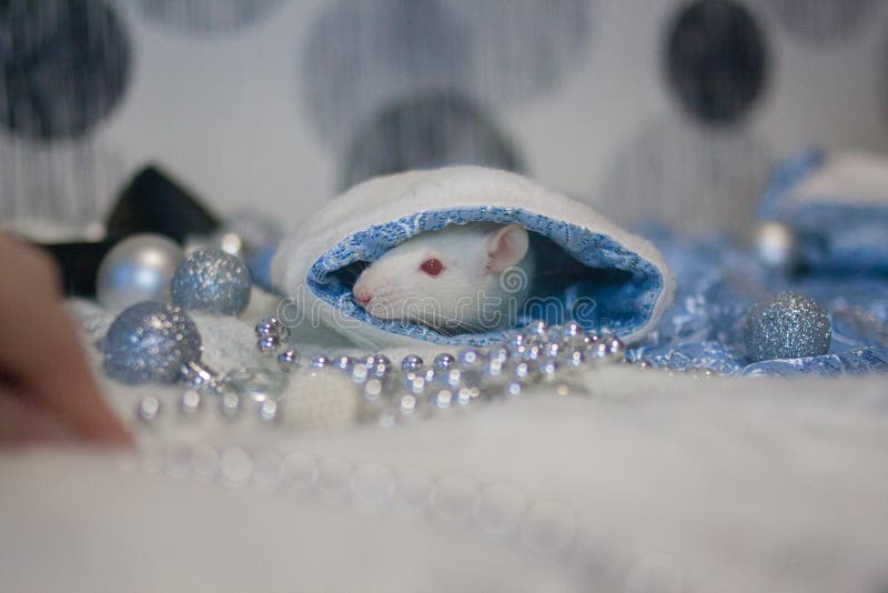 Rat decorative. on the blue silver fabric hides in the hole. Symbol of 2020. mouse chinese calendar stock image