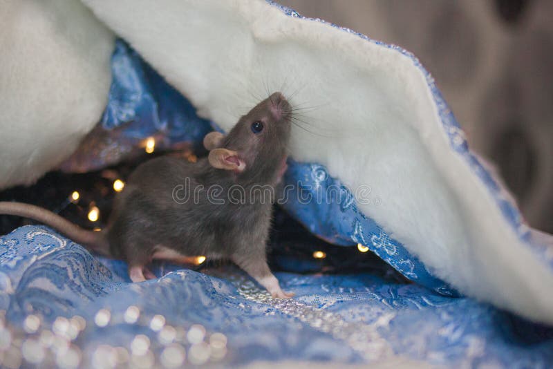 Rat decorative. on blue silver fabric. symbol of 2020. Mouse chinese calendar stock photos