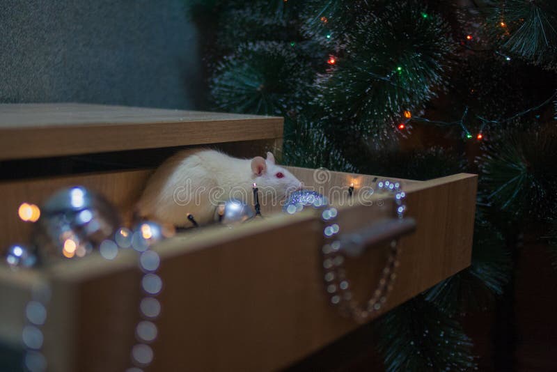 Rat decorative. in a box with Christmas decorations. symbol. Of 2020. mouse chinese calendar royalty free stock photos