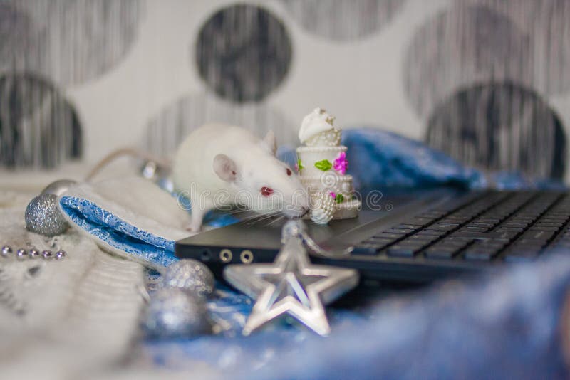Rat decorative. on a laptop keyboard with christmas decorations. Symbol of 2020. mouse chinese calendar stock photography