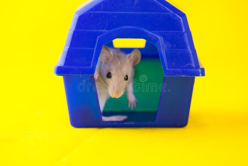 Rat decorative. White peach hood coloring cute. Animal. Mortgage symbol. My house is blue. home loan concept. mortgage. rat symbol 2020 stock photos