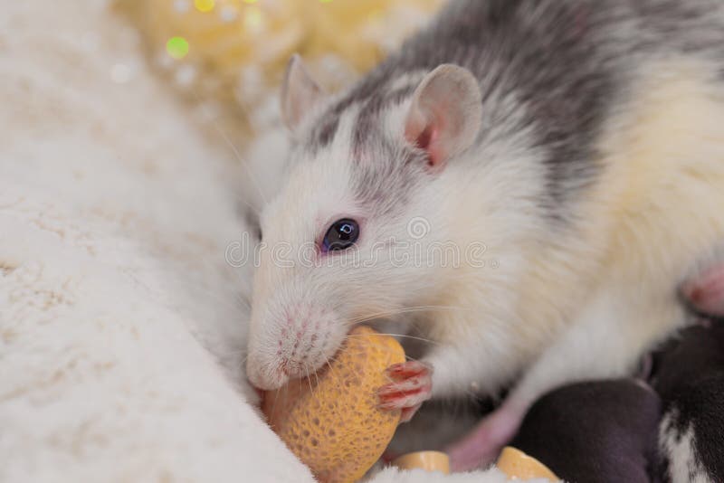 The rat eats a piece of cheese. Muzzle of a decorative mouse close-up. Domestic rodents royalty free stock image