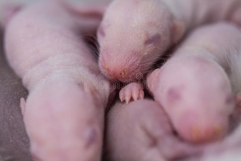Rat offspring. Mouse cubs close-up. Decorative animals. Rat offspring. Mouse cubs close-up. Lots of little blind rodents. Decorative animals royalty free stock images