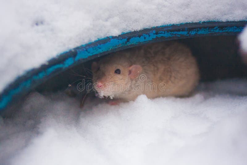 Rat is the symbol of the Chinese New Year 2020. decorative. Mouse. beige rat in the snow stock image
