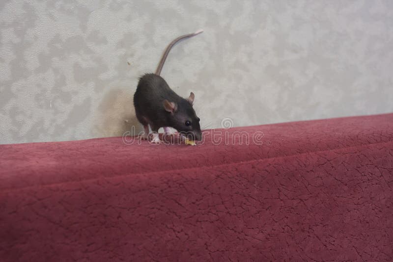 Rat is the symbol of the Chinese New Year 2020. decorative. Mouse. on the red sofa royalty free stock photography