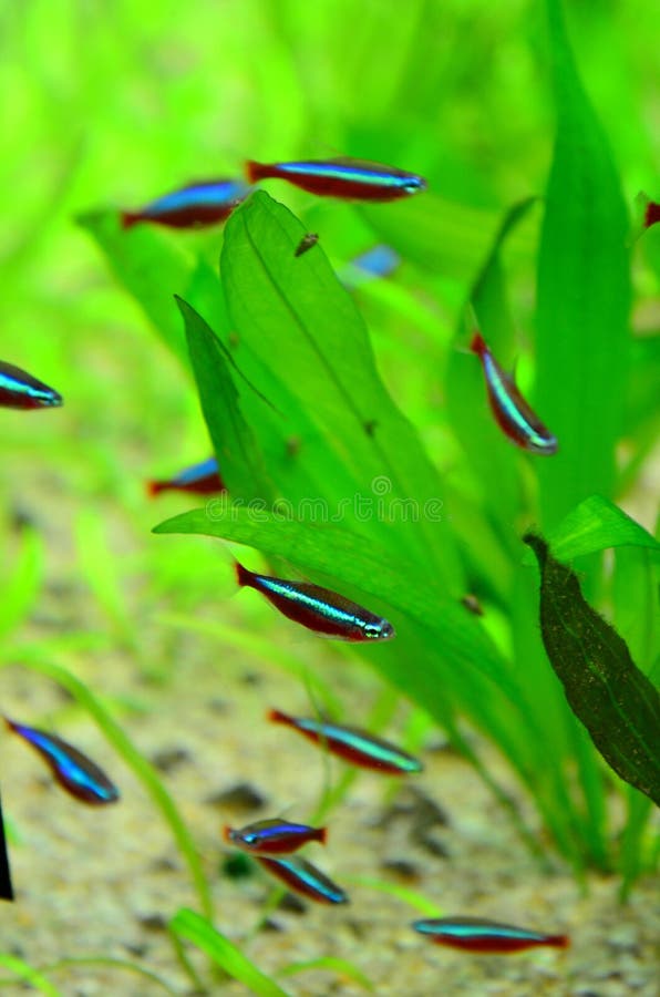 Red cardinal neon fish. A colorful shoal of red cardinal neon fish royalty free stock photo