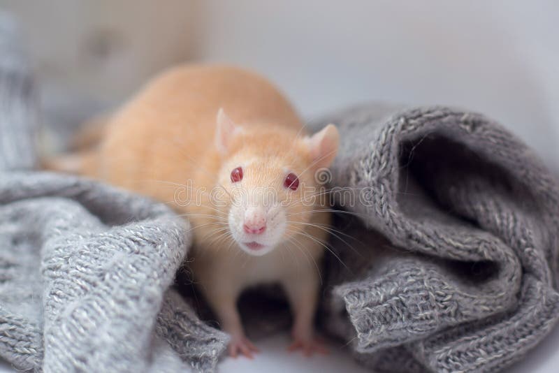 The red decorative rat with red eyes sits in a knitted gray sweater. Year of a rat 2020. The red decorative rat with red eyes sits in a knitted gray sweater royalty free stock image