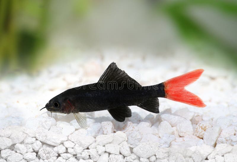 Red Fire Tail Shark Catfish Epalzeorhynchos bicolor royalty free stock photos