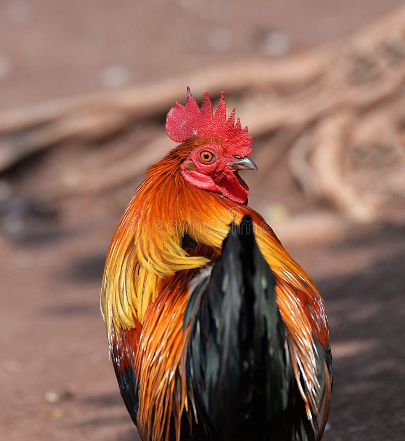 Red Jungle fowl royalty free stock photography