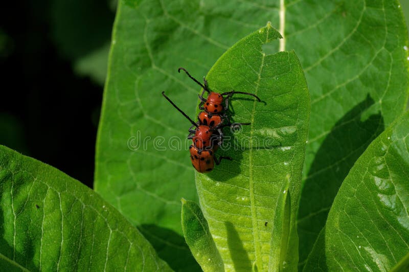 Red milkweed beetles eating milkweed. Leaves. It is a beetle in the family Cerambycidae. The binomial genus and species names are both derived from the Ancient royalty free stock image