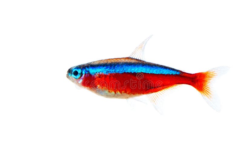 Red neon aquarium fish - Paracheirodon axelrodi. Red neon Paracheirodon axelrodi on white background stock images