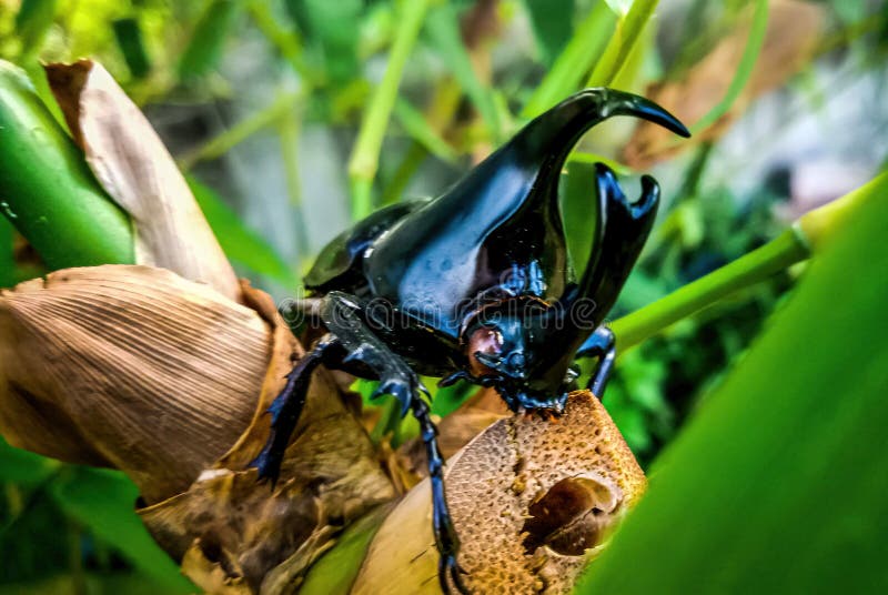 Rhinoceros beetle, Hercules beetle, Unicorn beetle, horn beetle, male on green bamboo branch. Dynastinae or rhinoceros beetles are a subfamily of the scarab royalty free stock photo