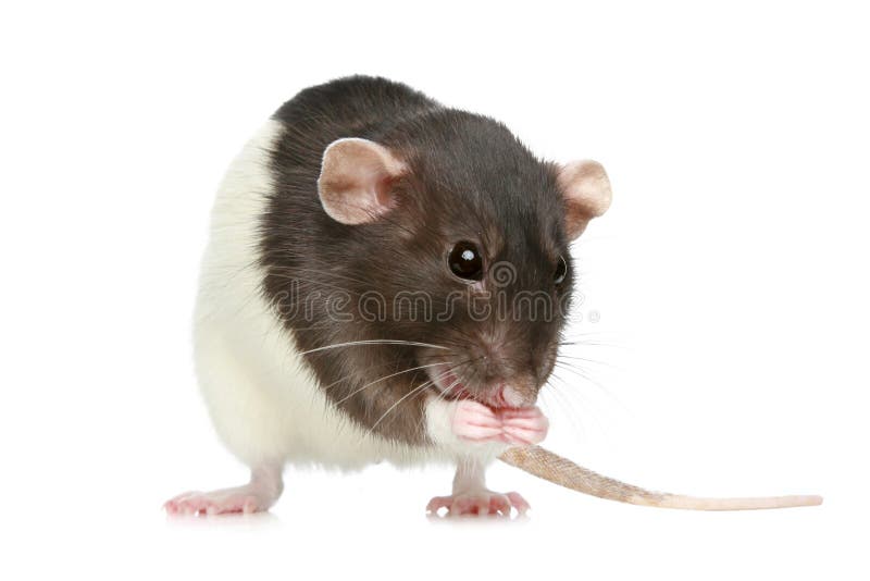 Small decorative rat. On white background royalty free stock photo