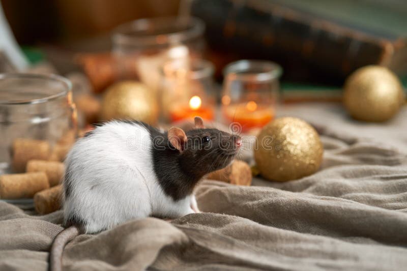 Smiling decorative rat among christmas toys and candles. 2020 new year symbol.  stock photos